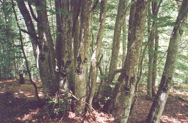 Arbres peints