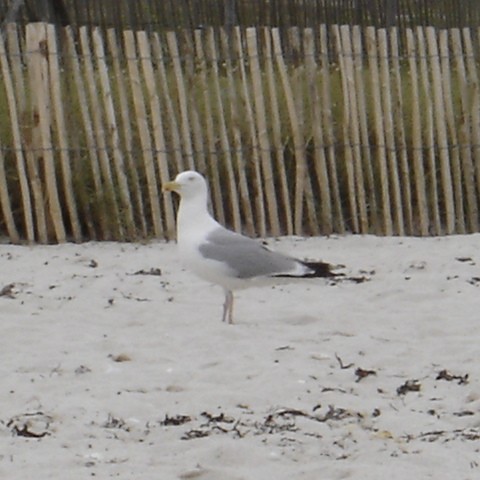 Mouette