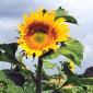 Tournesol